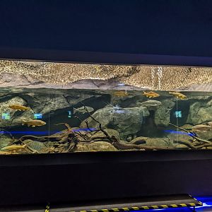 Arizona trout tank