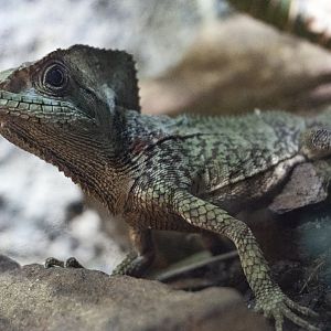 Jan. 2022 - Range of the Jaguar - The Lost Temple - Casque-headed Iguana