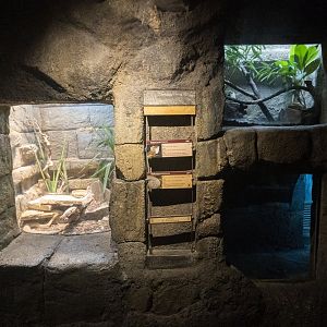 Jan. 2022 - Range of the Jaguar - The Lost Temple - Aruba Island Rattlesnake + Casque-headed Iguana Exhibits