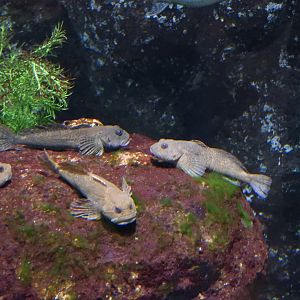 Mottled (Cottus bairdii) and Deepwater (Myoxocephalus thompsonii) Sculpins