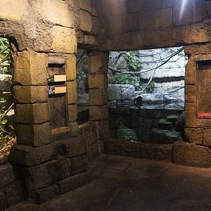 Jan. 2022 - Range of the Jaguar - The Lost Temple - Green Anaconda/Amazon Tree Boa Exhibit