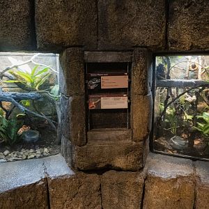 Jan. 2022 - Range of the Jaguar - The Lost Temple - Eyelash Viper + Alligator Lizard Exhibits
