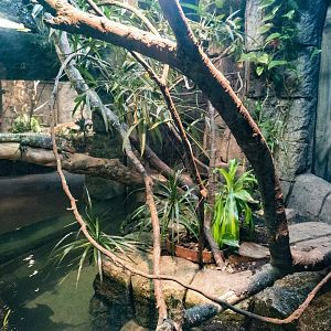 Jan. 2022 - Range of the Jaguar - The Lost Temple - Caiman Lizard/Amazon Tree Boa/Freshwater Stingray Exhibit