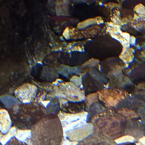 Spoonhead Sculpin (Cottus ricei)