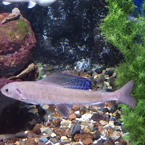 Arctic Grayling (Thymallus arcticus)