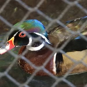 Wood Duck (Aix sponsa)