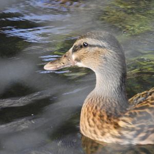 Mallard (Anas platyrhynchos)