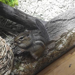 Eastern Chipmunk (Tamias striatus)