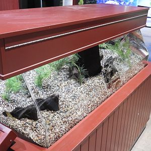 Eurasian Ruffe exhibit (strange shape!)