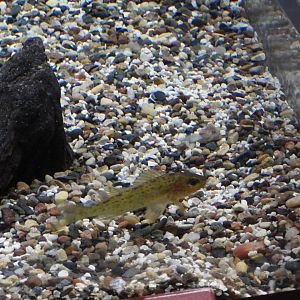 Eurasian Ruffe (Gymnocephalus cernua)