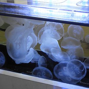 Moon Jelly (Aurelia aurita) touch tank