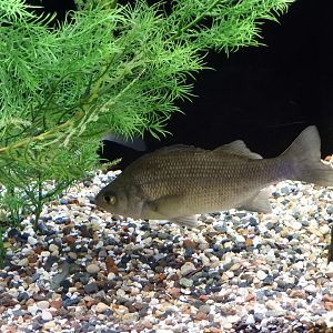 White Perch (Morone americana)