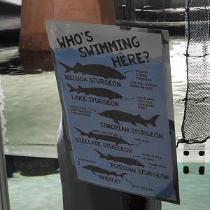 Signage at sturgeon touch tank