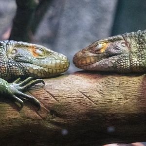 Jan. 2022 - Range of the Jaguar - The Lost Temple - Caiman Lizards