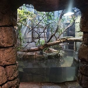 Jan. 2022 - Range of the Jaguar - The Lost Temple - Caiman Lizard/Amazon Tree Boa/Freshwater Stingray Exhibit