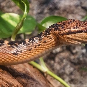 Jan. 2022 - Range of the Jaguar - The Lost Temple - South American Bushmaster