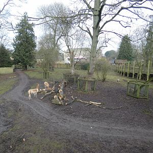 Vicuna and rhea paddock