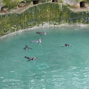 Humboldt's penguins