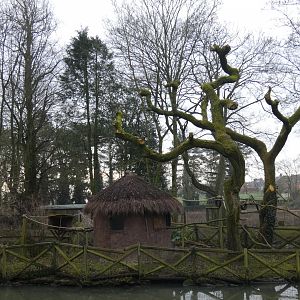 White-faced saki monkey island