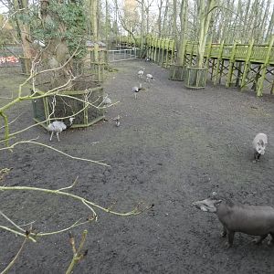 Mixed South American exhibit wooden paddock