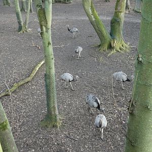 Flock of Rheas