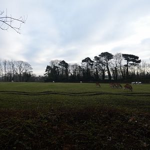 Oryx and Lechwe paddock