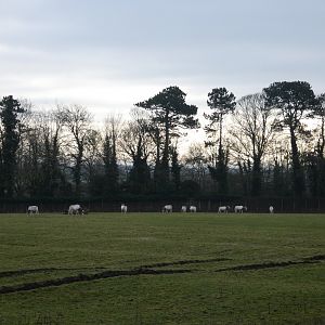 Scimitar-horned oryx herd