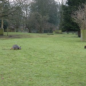 Yellow-footed rock wallaby and Swamp wallaby