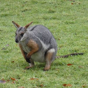 Yellow-footed rock wallaby