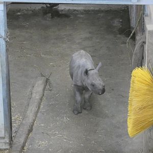 Eastern black rhino calf