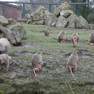 Hamadryas baboons
