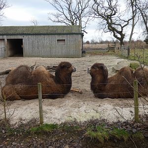 Bactrian camels