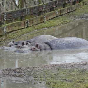 Common hippos