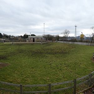 Rothschild's giraffe and Addax paddock