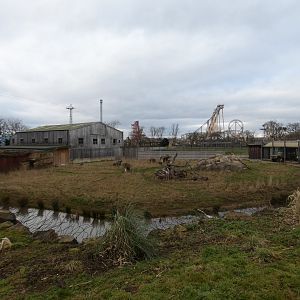Northern cheetah exhibit