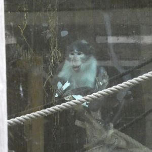 White-naped mangabey