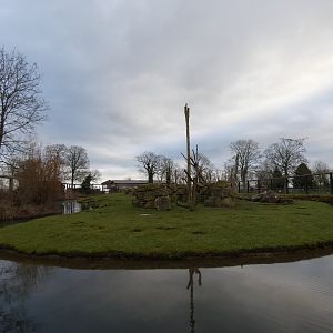 Hamadrayas baboon island