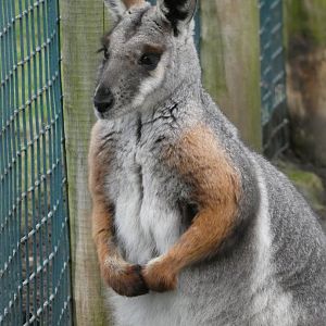 Yellow-footed rock wallaby portrait