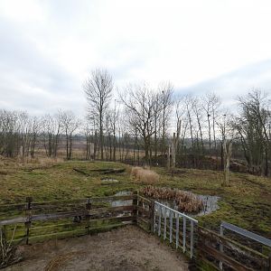 Bull black rhino paddock