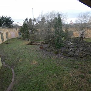 Sumatran tiger paddock (2)