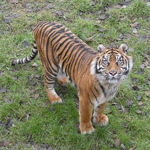 Sumatran tiger female