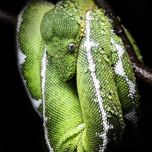 Jan. 2022 - Range of the Jaguar - The Lost Temple - Emerald Tree Boa