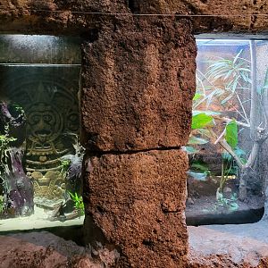 Jan. 2022 - Range of the Jaguar - The Lost Temple - Aquatic Caecilian + Emerald Tree Boa Exhibits