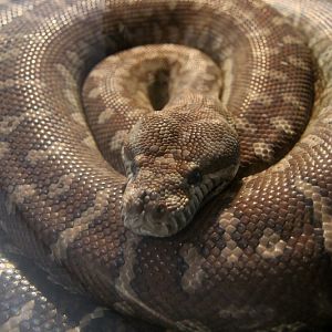 Bredl's Python (Morelia bredli)