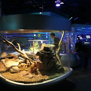 Water Planet - australian pythons (2015)