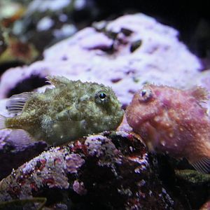 Spiny lumpsucker (Eumicrotremus orbis)