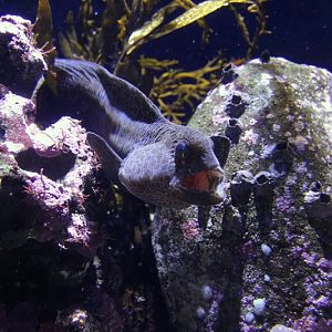 Wolf eel (Anarrhichthys ocellatus)