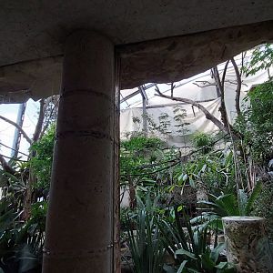 Birds of El Tiunfo- Harpy Eagle Exhibit