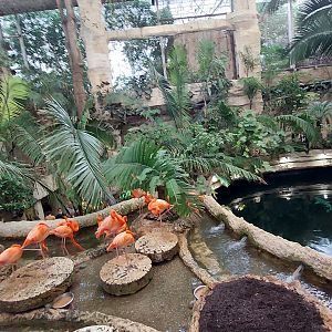 Flamingos and Cenote above water view