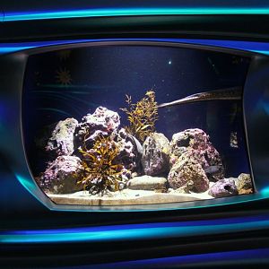 Water Planet - Wolfs Eel